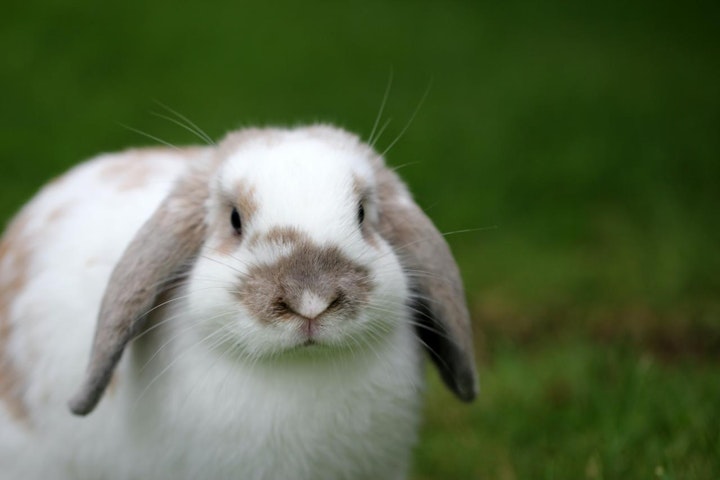 うさぎ,人気,性格,特徴,環境,種類,飼い方