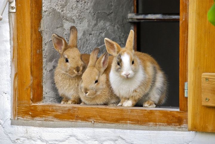 【必見】人気のうさぎ10種！特徴と性格、飼い方について - CHERIEE あにまるマガジン