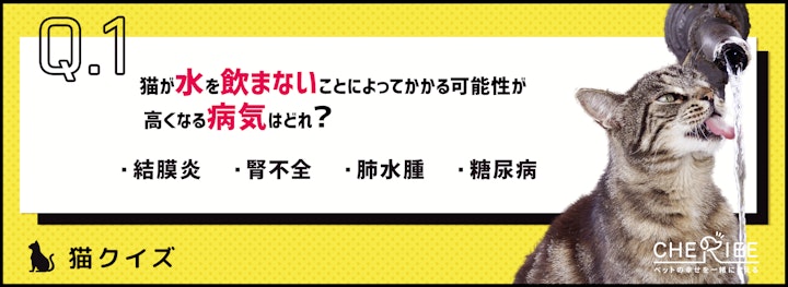 【猫クイズ】愛猫が水を飲まない！？気をつけたい病気と対策法のアイキャッチ画像