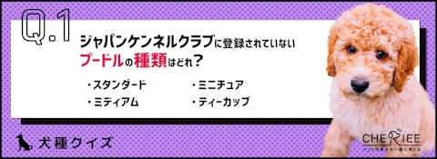 【犬種クイズ】カットの仕方で変幻自在！プードルの特徴を紹介のアイキャッチ画像