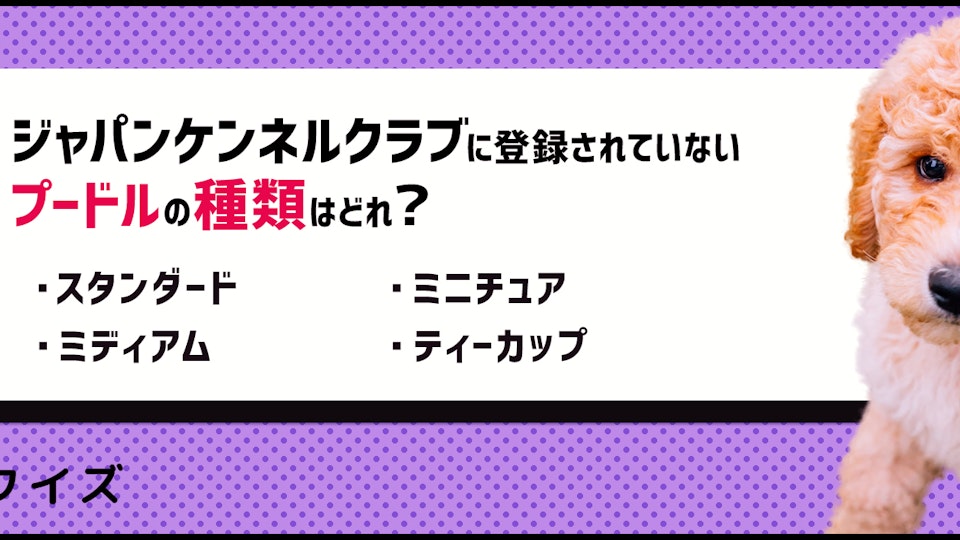 【犬種クイズ】カットの仕方で変幻自在!プードルの特徴を紹介