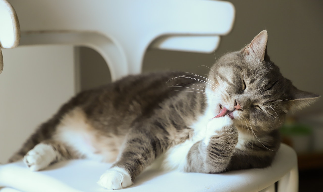 猫の鉤虫症