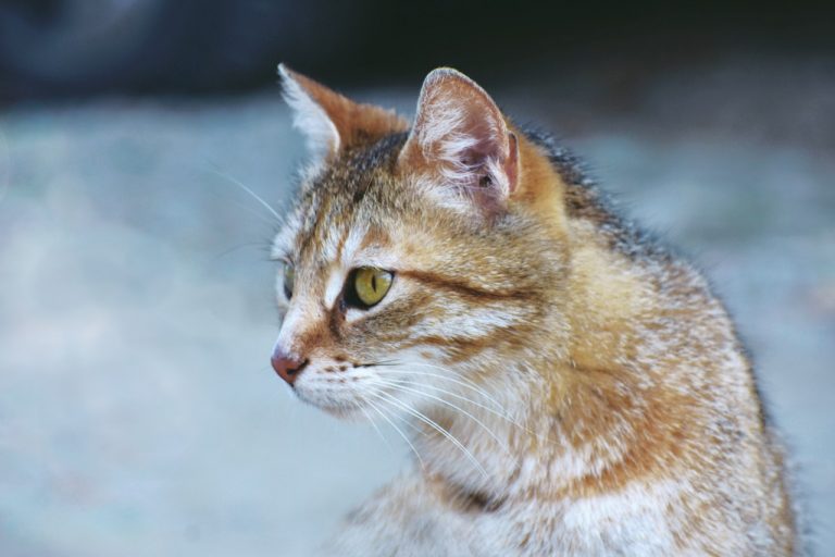 猫の鉤虫症