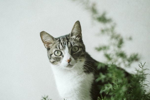 【獣医師監修】ヒトにも感染する！猫鉤虫症の症状と予防法を知ろうのアイキャッチ画像