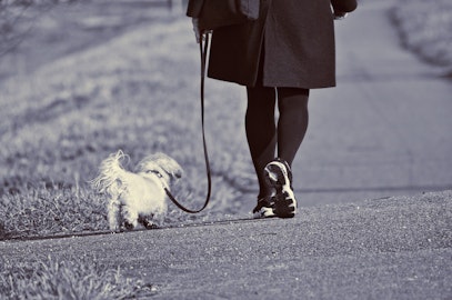 不用心は一生の後悔！愛犬の連れ去りに遭わないために気をつけることのアイキャッチ画像