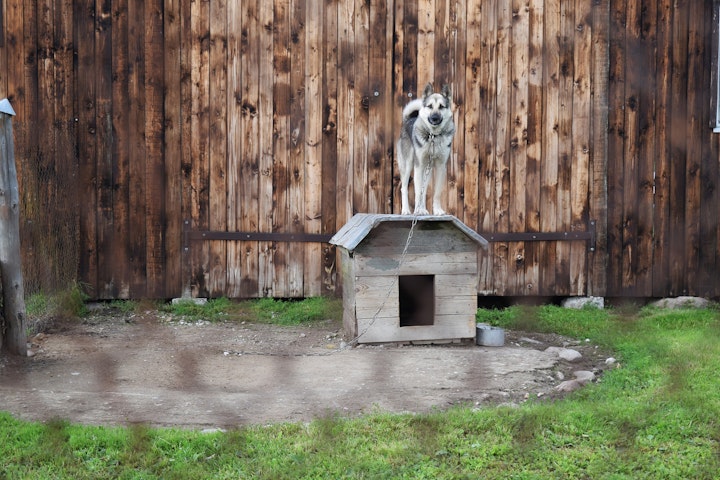 犬　連れ去り　盗難　対策