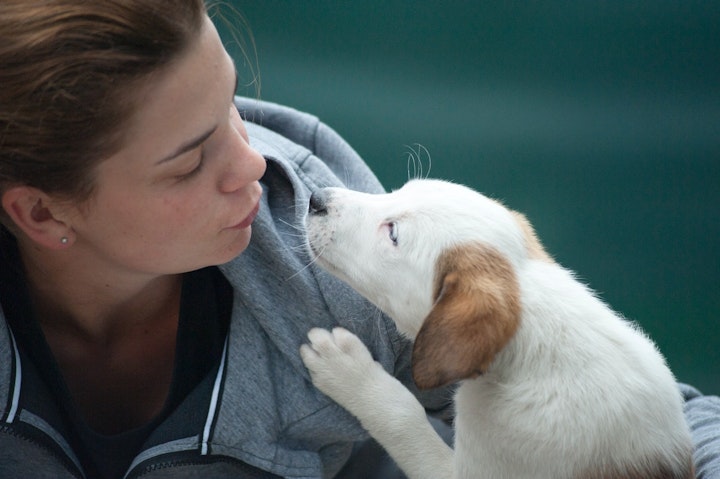 犬 キス 舐める 感染症　理由