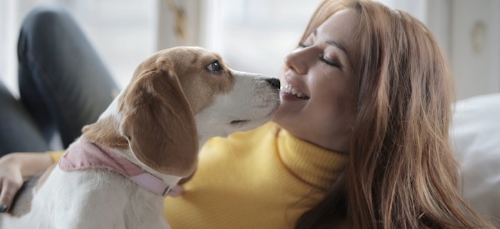 愛犬のキスで感染症にかかるかも？犬が飼い主を舐める理由とは？のアイキャッチ画像