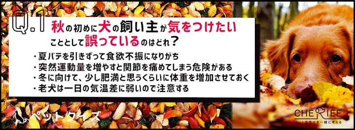 【犬クイズ】秋は体調を崩しやすい？飼い主が注意すべきことのアイキャッチ画像