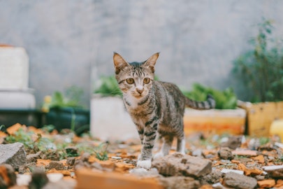 【獣医師監修】猫の糞の中の白い米粒の正体は「瓜実条虫」かも？のアイキャッチ画像