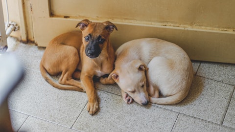 北朝鮮が新型コロナの影響で「犬の飼育禁止令」発令？のアイキャッチ画像