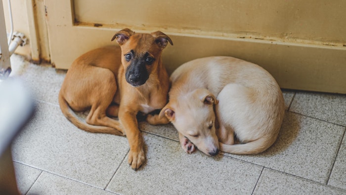 北朝鮮が新型コロナの影響で 犬の飼育禁止令 発令 シェリー Goo ニュース