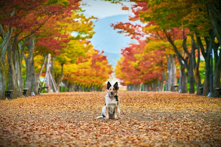 犬　秋　食欲　与える　大丈夫　ダメ