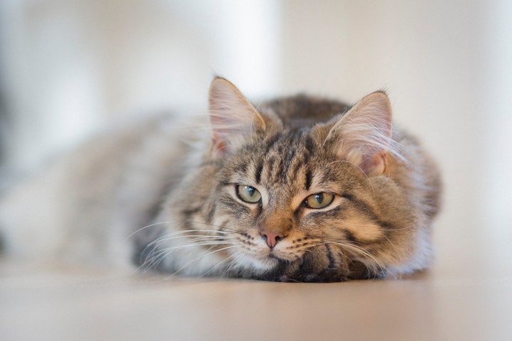 猫　絶滅危惧　鳥　侵略的外来種