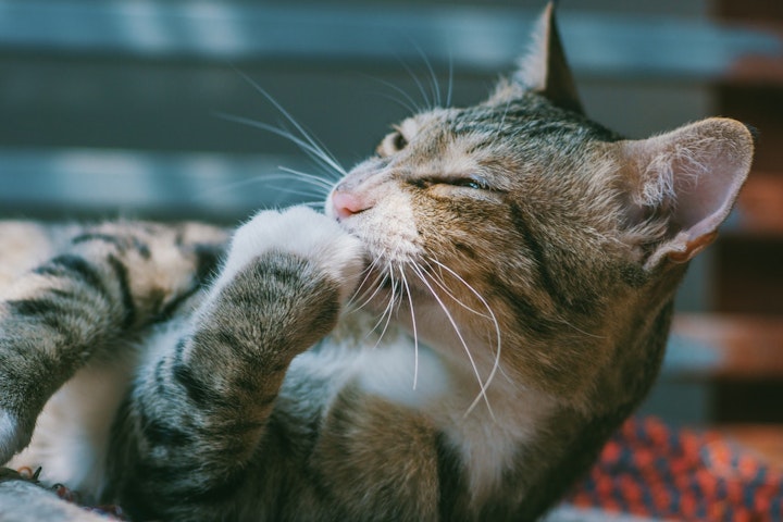 猫　絶滅危惧　鳥　侵略的外来種