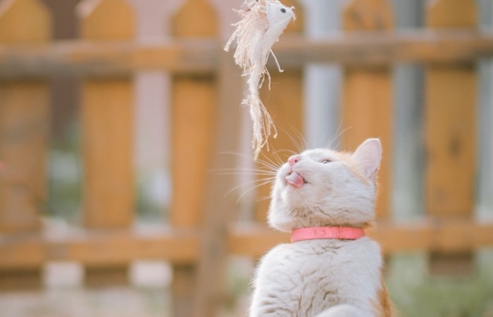 猫　絶滅危惧　鳥　侵略的外来種