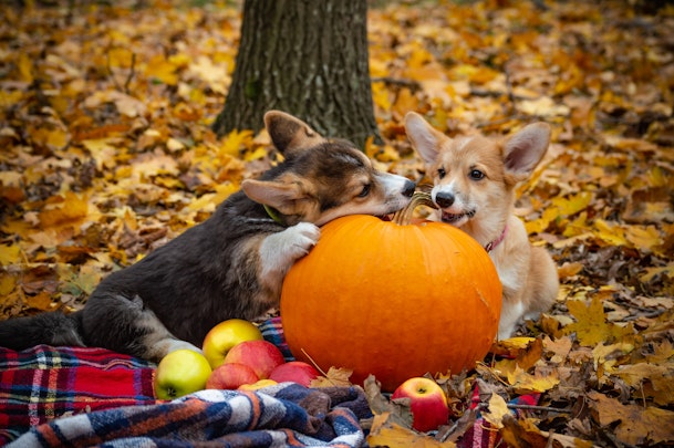 食欲の秋は愛犬と一緒に楽しもう！与えていいもの・いけないもののアイキャッチ画像