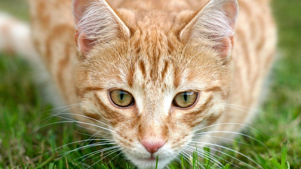 猫がヒアリと並んで「侵略的外来種ワースト100」に選ばれる理由