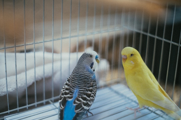 セキセイインコ　漢字　背黄青鸚哥