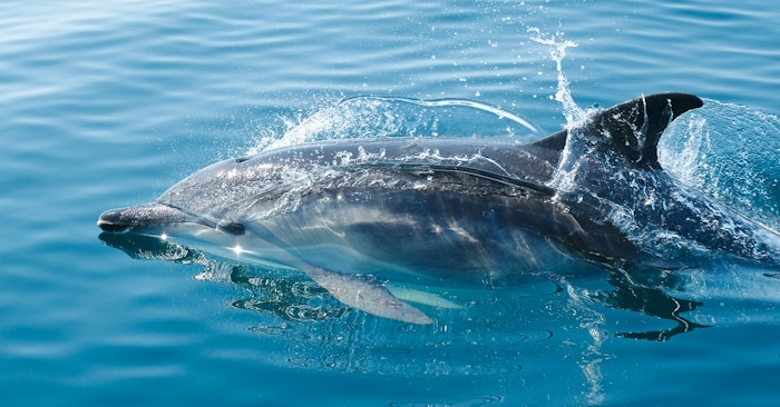 イルカ　海豚　漢字