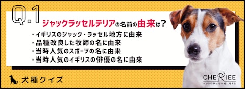 【犬種クイズ】映画によく登場するジャックラッセルテリアの雑学のアイキャッチ画像