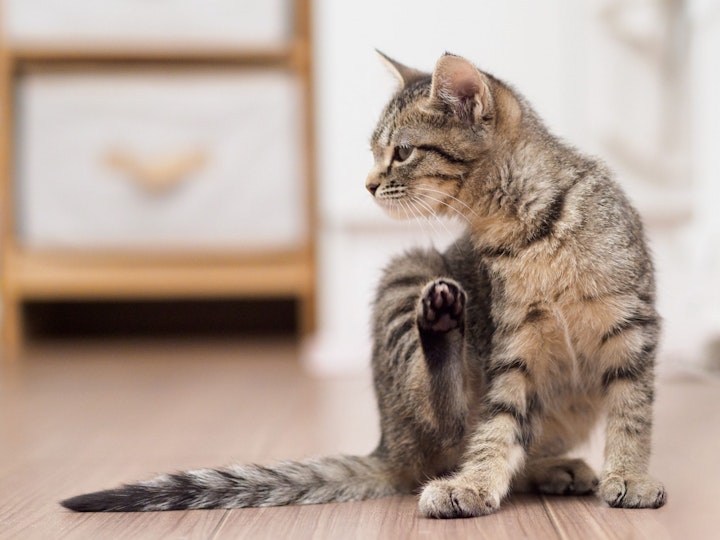 猫　マダニ　疾患　予防