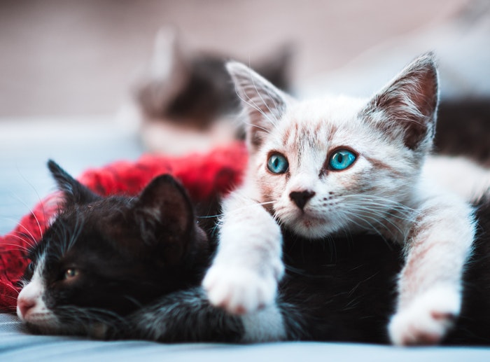 猫 マダニ 疾患 予防