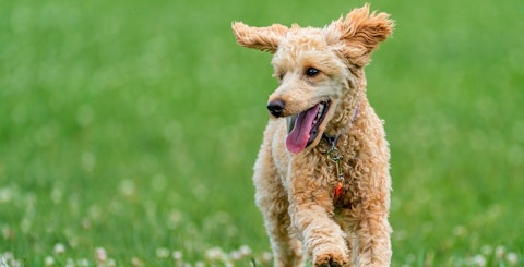知らないうちに愛犬が膝を脱臼?小型犬に多い疾患「パテラ」とはのアイキャッチ画像