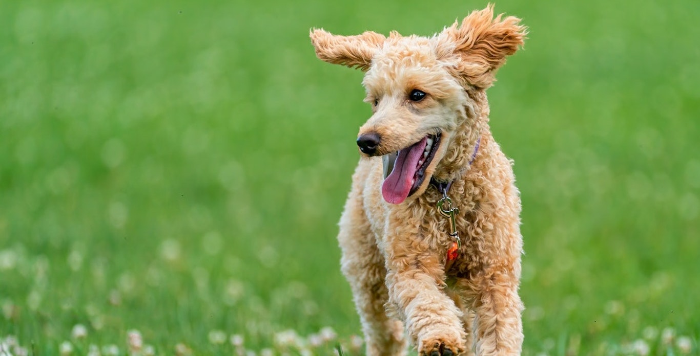 知らないうちに愛犬が膝を脱臼 小型犬に多い疾患 パテラ とは シェリー ペットの幸せを一緒に考える