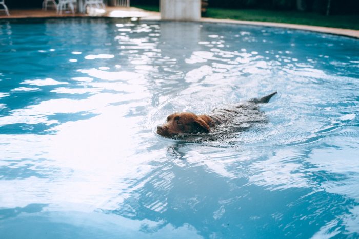 犬　犬かき　泳げる　プール