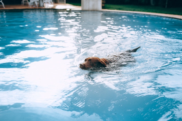 あなたの犬も「犬かき」ができる？泳ぎが得意な犬種、苦手な犬種とは - CHERIEE あにまるマガジン