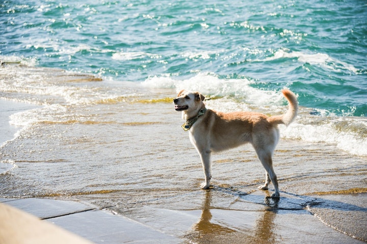 犬　犬かき　泳げる　プール