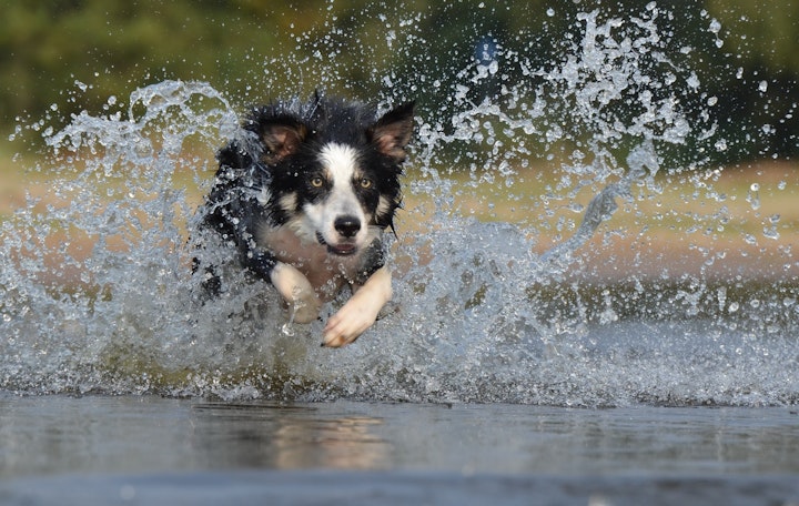 犬　犬かき　泳げる　プール