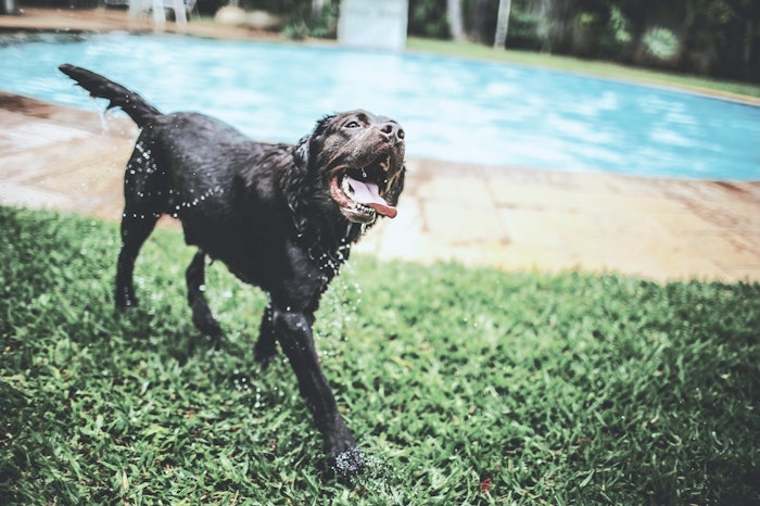 犬　犬かき　泳げる　プール
