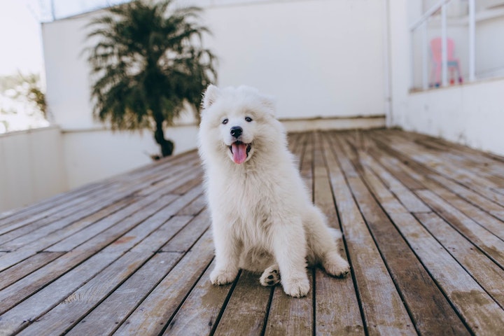 ノーズワークゲーム　犬　ストレス解消　脳トレ