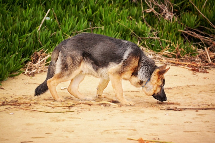 ノーズワークゲーム　犬　ストレス解消　脳トレ