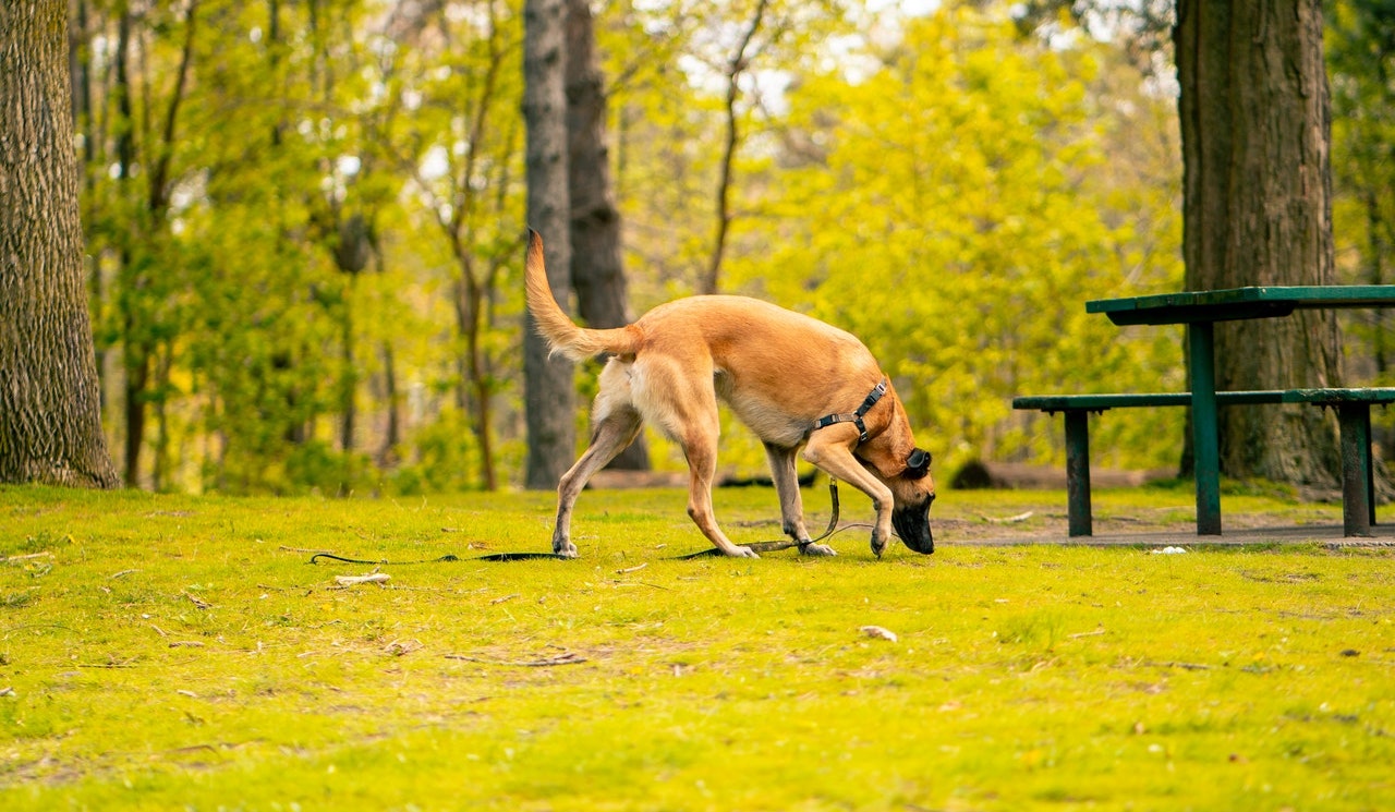 犬の本能をくすぐる遊び ノーズワークゲーム で脳トレをしよう シェリー ペットの幸せを一緒に考える