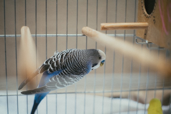 セキセイインコ　名前　付け方　おしゃれ