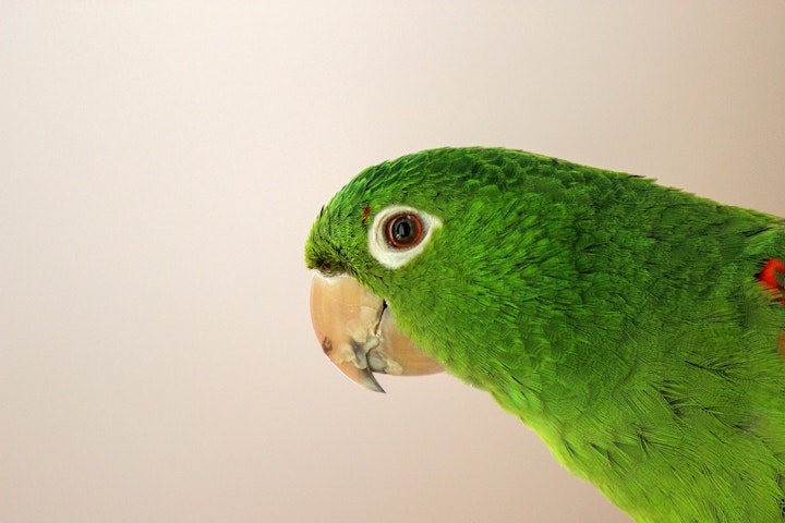 セキセイインコ　名前　付け方　おしゃれ