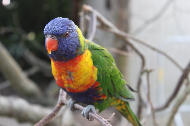 セキセイインコ　名前　付け方　おしゃれ