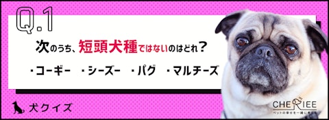 【犬クイズ】どの犬種が短頭種か知ってる？特徴もご紹介！のアイキャッチ画像