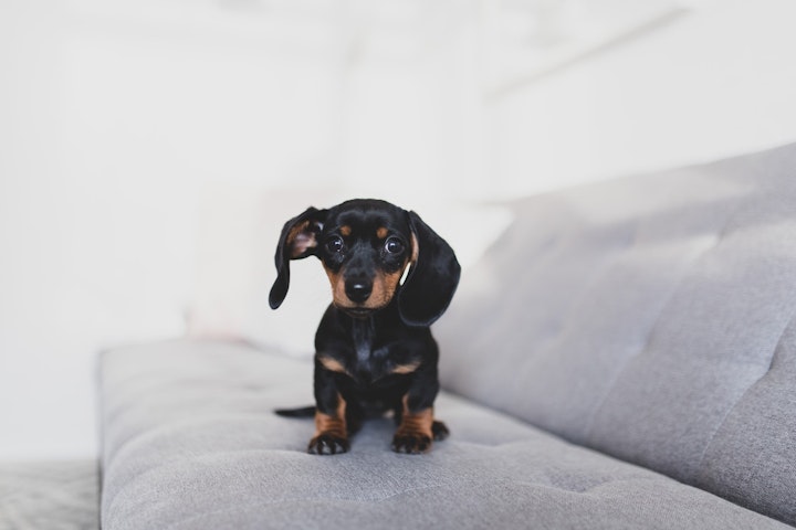 犬　嘔吐　病気　吐く　感染症