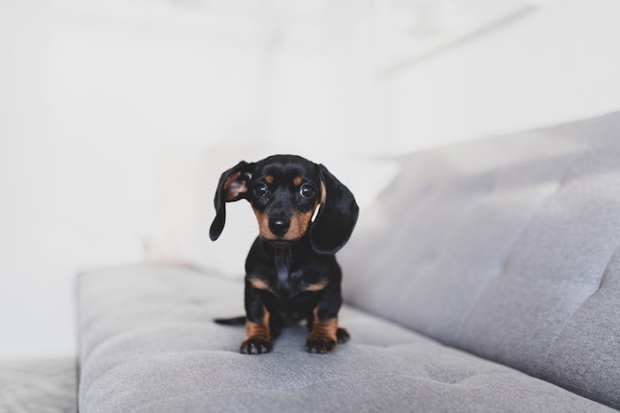 獣医師監修 犬が嘔吐した 動物病院に行く前のチェックリスト シェリー ペットの幸せを一緒に考える