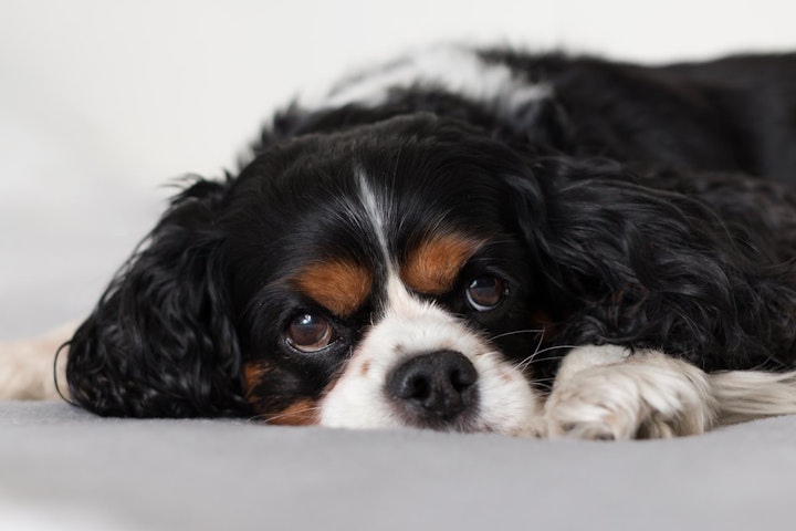 犬　嘔吐　病気　吐く　感染症