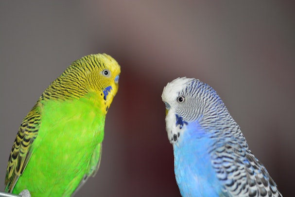 セキセイインコの名前100選！おしゃれでかわいい名前をつけようのアイキャッチ画像