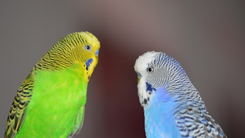 セキセイインコの名前100選!おしゃれでかわいい名前をつけようのアイキャッチ画像