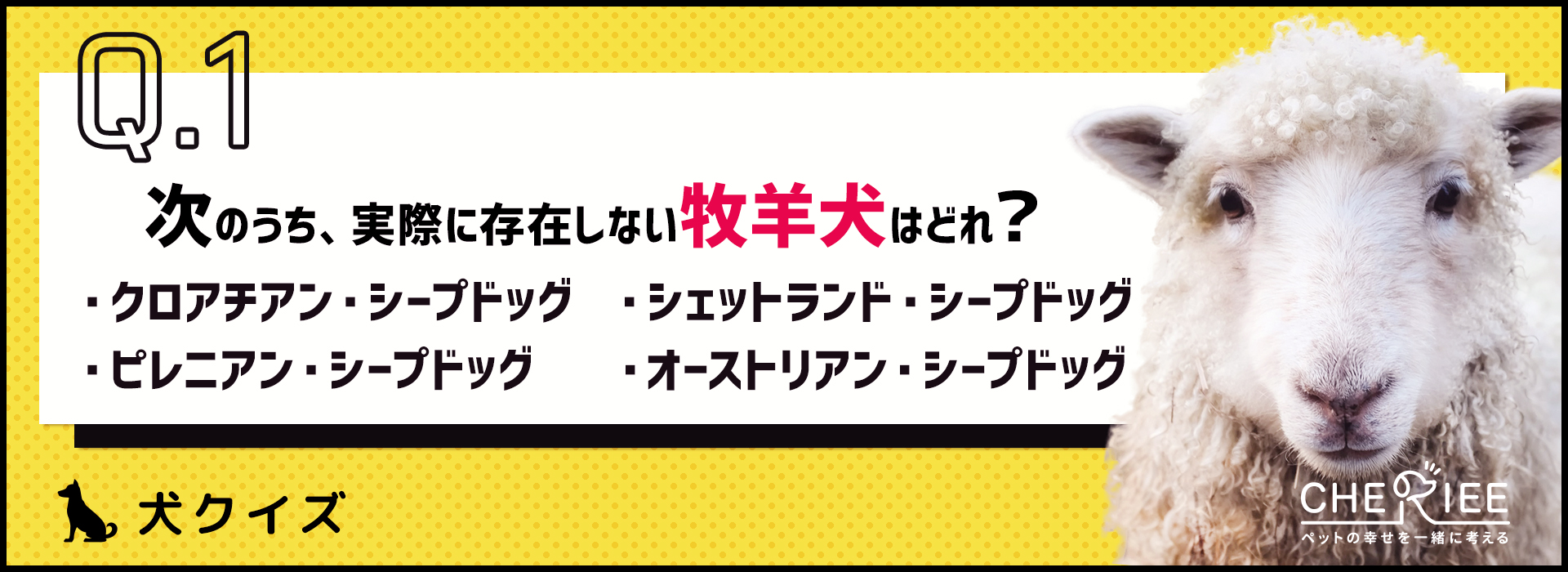 犬クイズ 牧羊犬にはどんな犬がいるか知ってる シェリー ペットの幸せを一緒に考える
