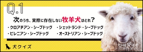 【犬クイズ】牧羊犬にはどんな犬がいるか知ってる？のアイキャッチ画像