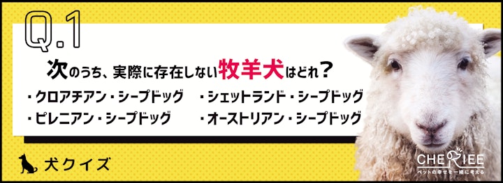 【犬クイズ】牧羊犬にはどんな犬がいるか知ってる？のアイキャッチ画像