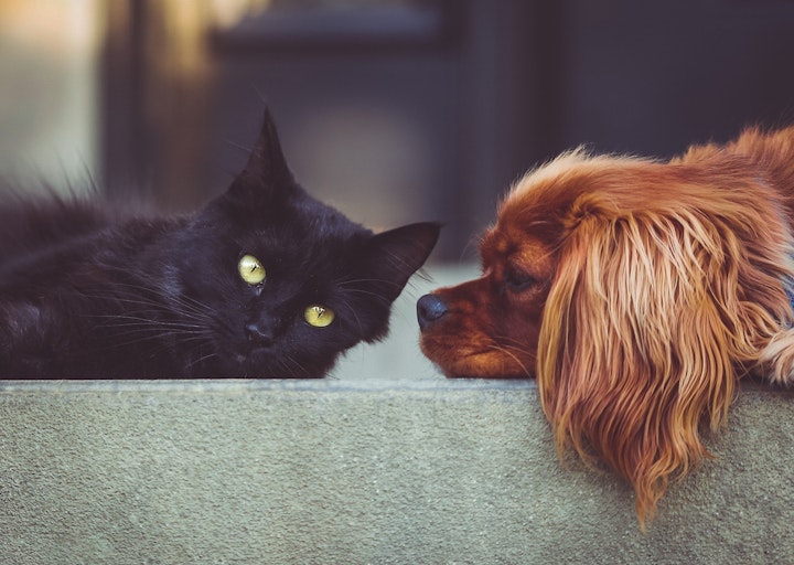 人獣共通感染症　犬　猫　ペット